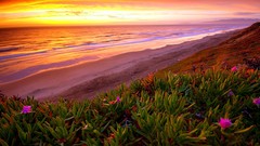 Landscapes sunset Sea nature ocean coast Plants Beaches waves 