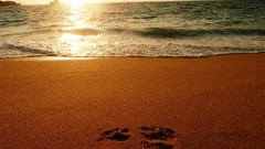 Landscapes sunset Sea nature sun Beaches waves