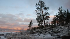 Landscapes sunset Sea nature Trees coast natural scenery
