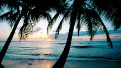 Landscapes sunset Sea water sun ocean palm trees Beaches waves
