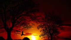 Landscapes sunset silhouettes