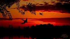 Landscapes sunset silhouettes digital art