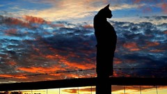 Landscapes sunset sun clouds cats