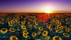 Landscapes sunset Sunflowers fields