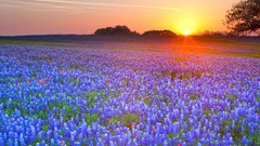 Landscapes sunset Texas fields Bluebonnet
