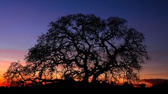 Landscapes sunset Trees