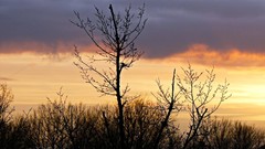 Landscapes sunset Trees