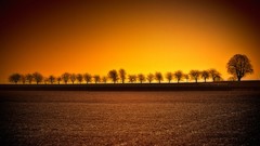 Landscapes sunset Trees
