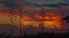 Landscapes sunset Trees
