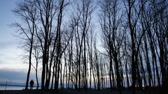 Landscapes sunset Trees Beaches Sony NEX-C3 Golden Garden WA