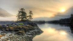 Landscapes sunset Trees British Columbia low tide