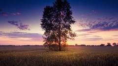 Landscapes sunset Trees clouds fields skyscapes