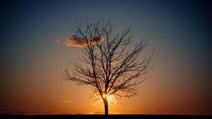 Landscapes sunset Trees clouds silhouettes skies