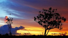 Landscapes sunset Trees clouds skies