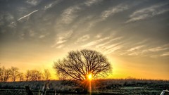 Landscapes sunset Trees clouds skies