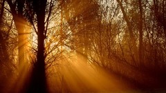 Landscapes sunset Trees Earth forests