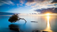 Landscapes sunset Trees evening