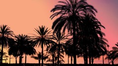 Landscapes sunset Trees palm trees silhouettes