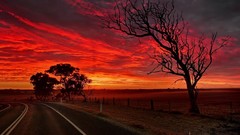 Landscapes sunset Trees roads orange sky