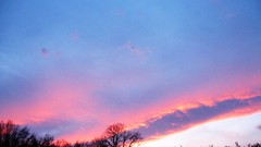 Landscapes sunset Trees skies