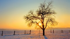 Landscapes sunset Trees snow winter fences snow landscapes