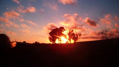 Landscapes sunset Trees sun dark red orange travel trance