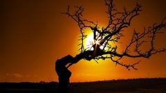 Landscapes sunset Trees sun evening sunlight