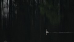 Landscapes Swans rivers