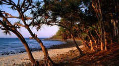 Landscapes tea Australia Beaches national park