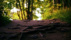Landscapes Textures nature Trees roots Earth Wood paths