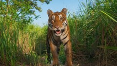 Landscapes Tigers national geographic