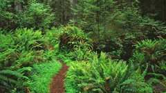 Landscapes trail California Ferns national park