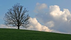 Landscapes Trees