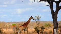 Landscapes Trees Africa national geographic