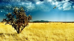 Landscapes Trees Aircraft