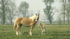Landscapes Trees Animals Horses