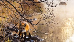 Landscapes Trees Animals lakes national geographic foxes