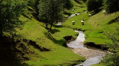 Landscapes Trees Animals sheep streams