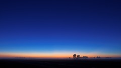 Landscapes Trees argentina mist