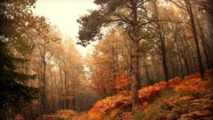 Landscapes Trees autumn
