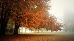 Landscapes Trees autumn