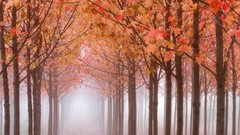 Landscapes Trees autumn