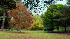Landscapes Trees autumn