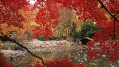 Landscapes Trees autumn