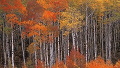 Landscapes Trees autumn