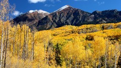 Landscapes Trees autumn
