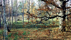 Landscapes Trees autumn