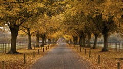 Landscapes Trees autumn alley