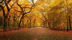 Landscapes Trees autumn bench Parks fallen leaves
