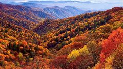 Landscapes Trees autumn forests